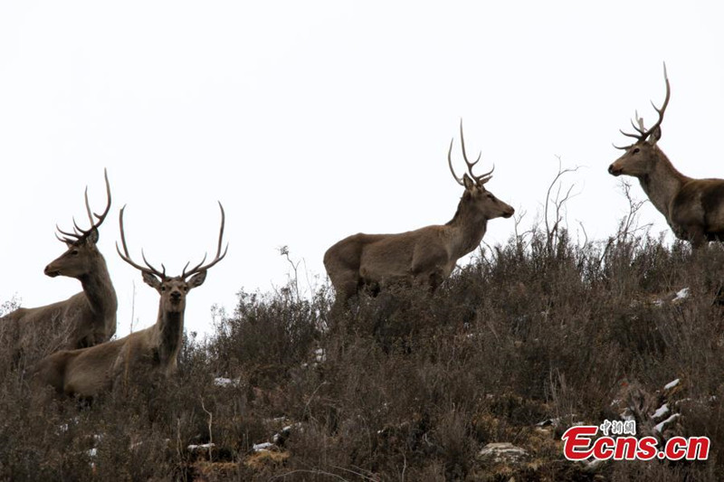 Des cerfs en voie de disparition découverts dans la province du Qinghai