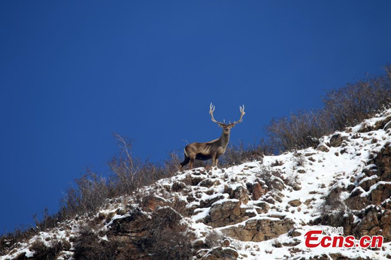 Des cerfs en voie de disparition découverts dans la province du Qinghai