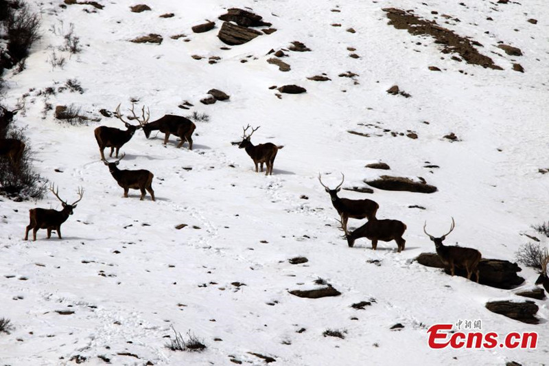 Des cerfs en voie de disparition découverts dans la province du Qinghai