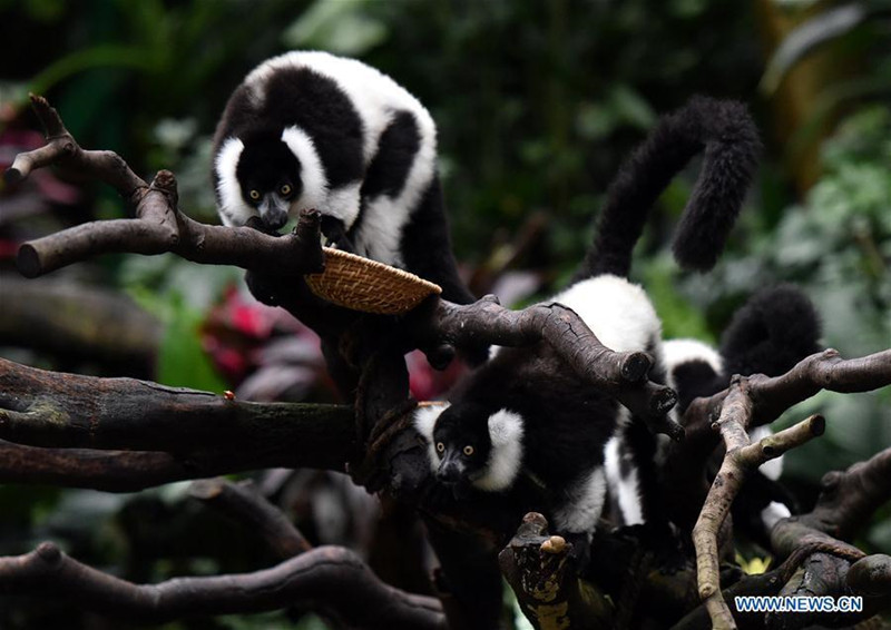 Des triplés de Vari noir et blanc présentés au public à Guangzhou