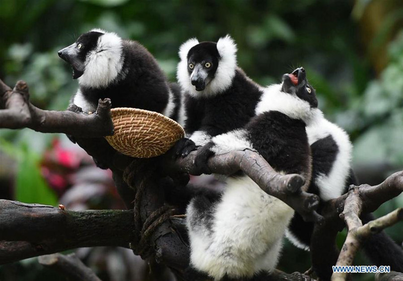 Des triplés de Vari noir et blanc présentés au public à Guangzhou