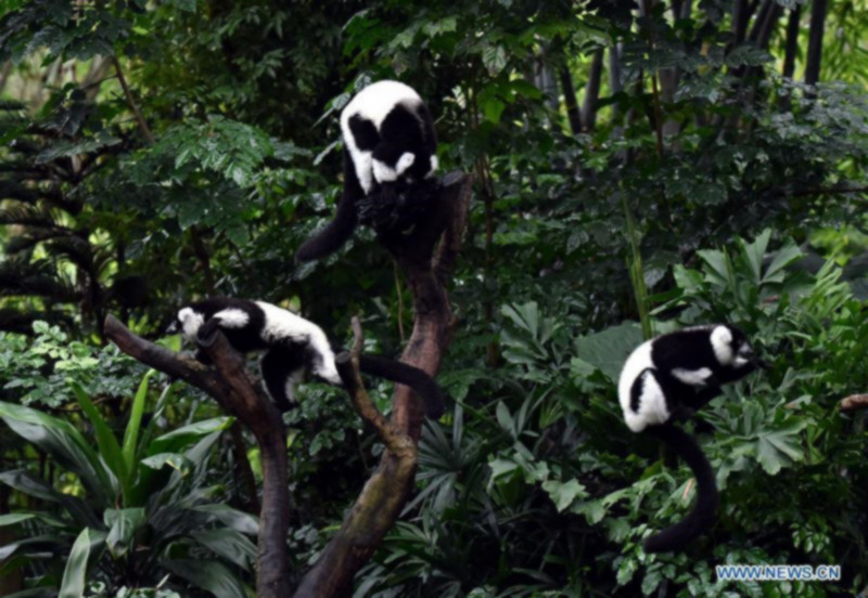 Des triplés de Vari noir et blanc présentés au public à Guangzhou