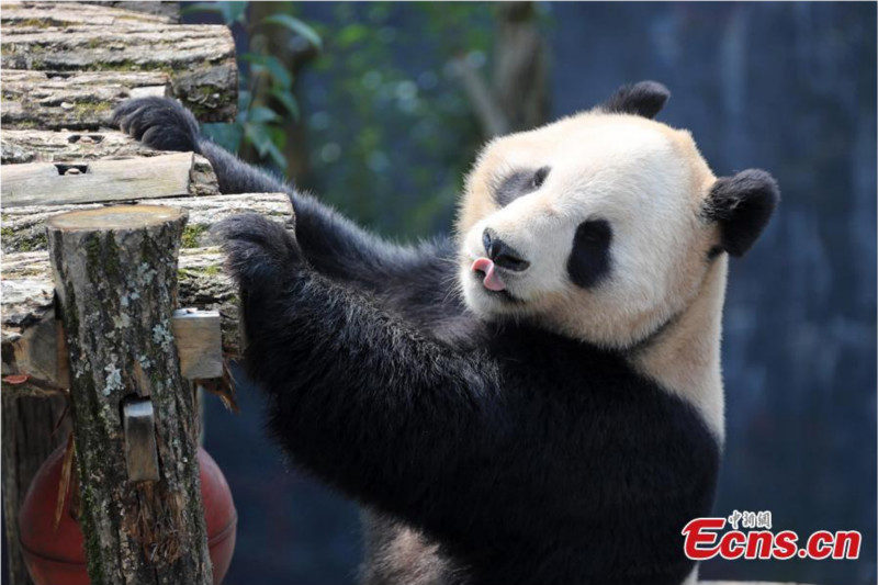 Un panda géant profite du soleil printanier