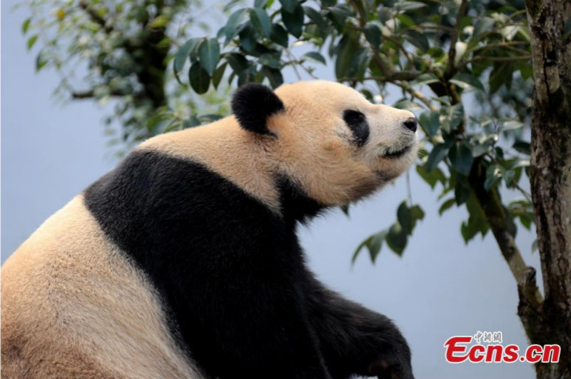 Un panda géant profite du soleil printanier