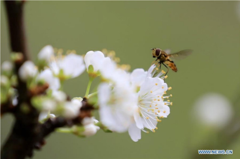 Des fleurs épanouies annoncent l'arrivée du printemps