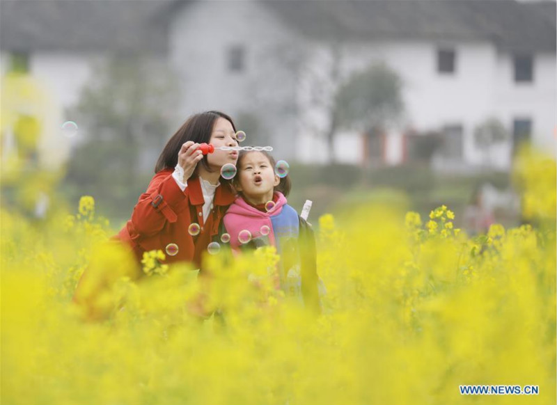 Des fleurs épanouies annoncent l'arrivée du printemps