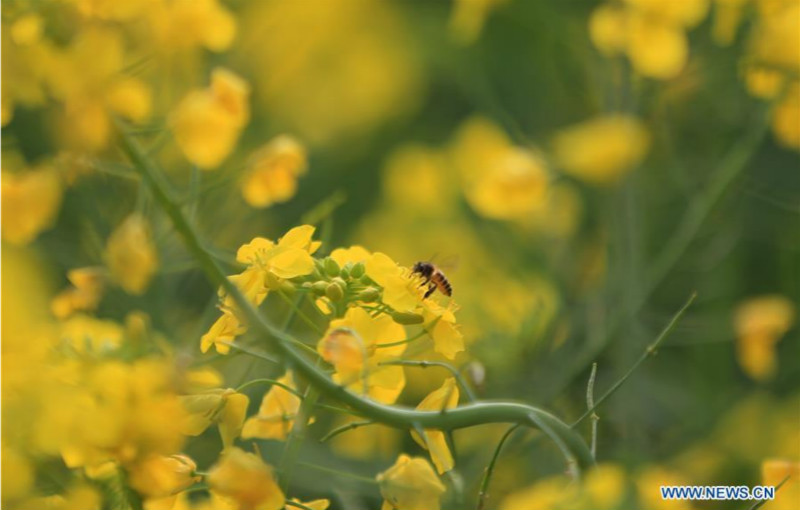 Des fleurs épanouies annoncent l'arrivée du printemps