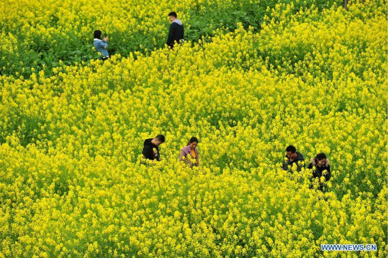 Des fleurs épanouies annoncent l'arrivée du printemps