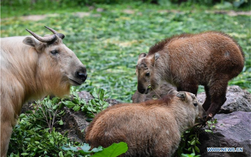 Guangzhou : 7 bébés takins dorés présentés au public au Chimelong Safari Park