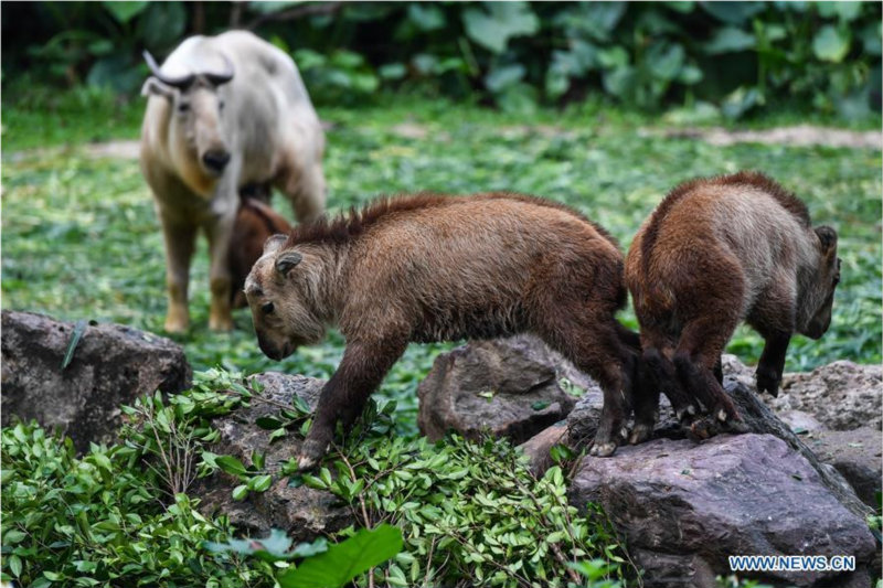 Guangzhou : 7 bébés takins dorés présentés au public au Chimelong Safari Park