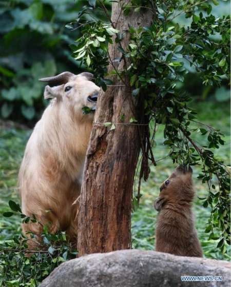 Guangzhou : 7 bébés takins dorés présentés au public au Chimelong Safari Park