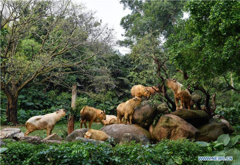 Guangzhou : 7 bébés takins dorés présentés au public au Chimelong Safari Park