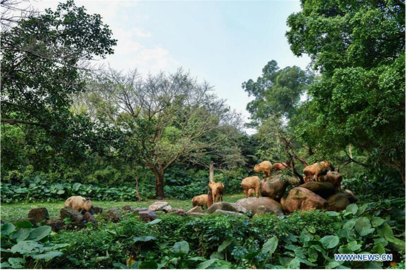 Guangzhou : 7 bébés takins dorés présentés au public au Chimelong Safari Park