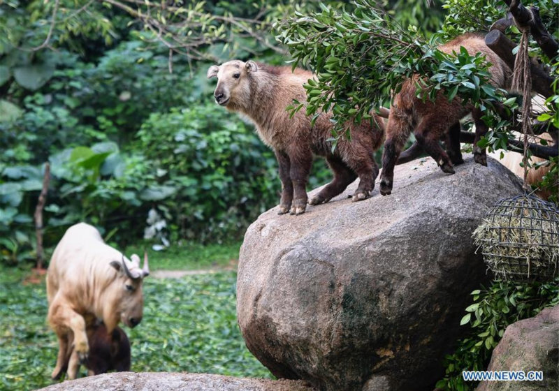 Guangzhou : 7 bébés takins dorés présentés au public au Chimelong Safari Park