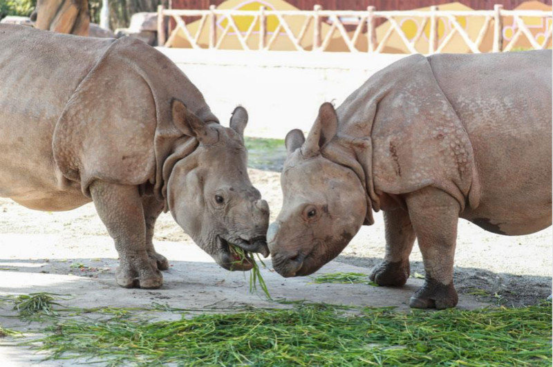 Des rhinocéros asiatiques rares font leurs débuts publics au Parc des animaux sauvages de Shanghai