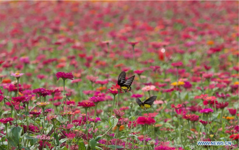 Scènes de printemps à Boao dans l'?le de Hainan