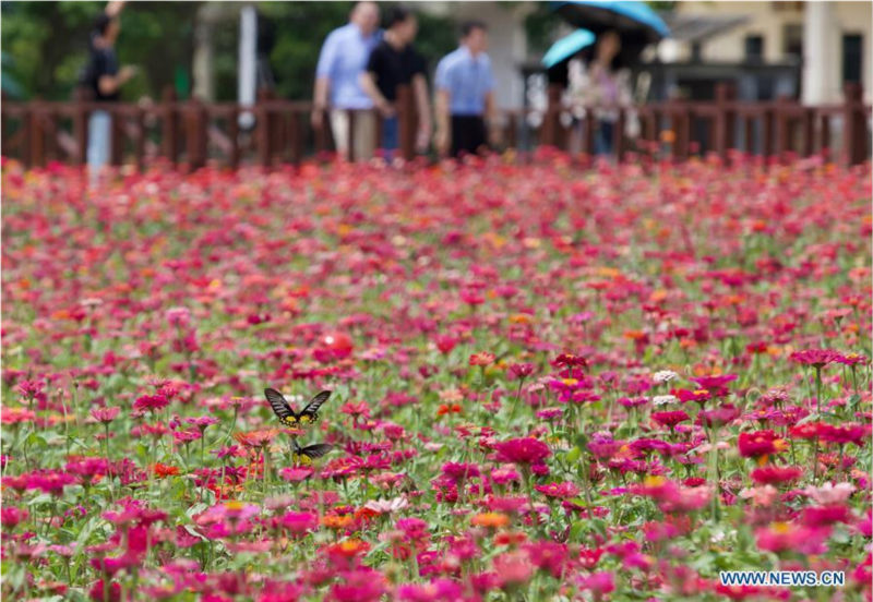 Scènes de printemps à Boao dans l'?le de Hainan