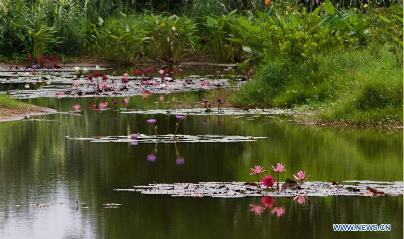 Scènes de printemps à Boao dans l'?le de Hainan