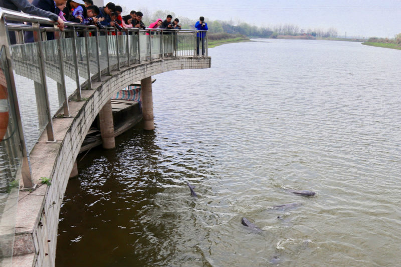 Anhui : un vieux village propose une promenade dans la vie traditionnelle