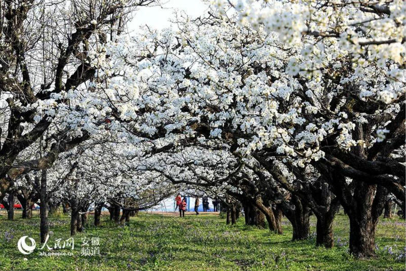 Avez-vous jamais vu une aussi grande mer de fleurs de poirier ?