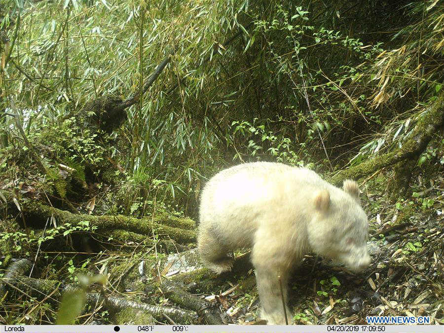 Un spécimen rare d'un panda entièrement blanc aper?u en Chine