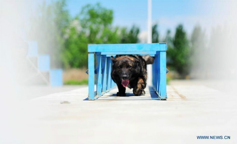 Harbin : des chiens policiers à l'entra?nement