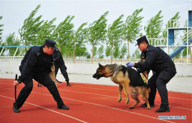 Harbin : des chiens policiers à l'entra?nement