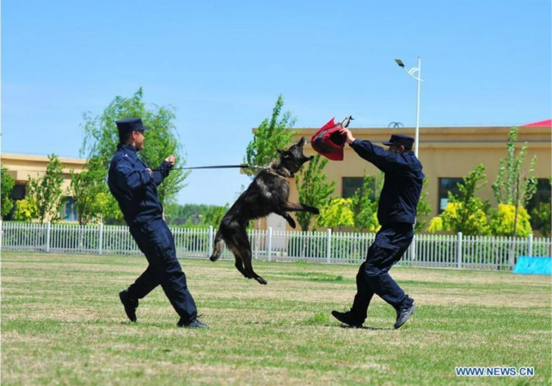 Harbin : des chiens policiers à l'entra?nement