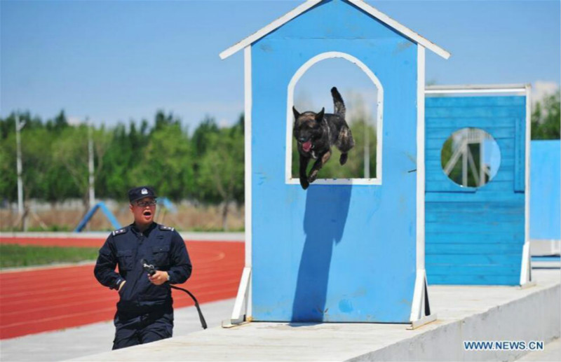 Harbin : des chiens policiers à l'entra?nement