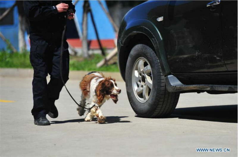 Harbin : des chiens policiers à l'entra?nement