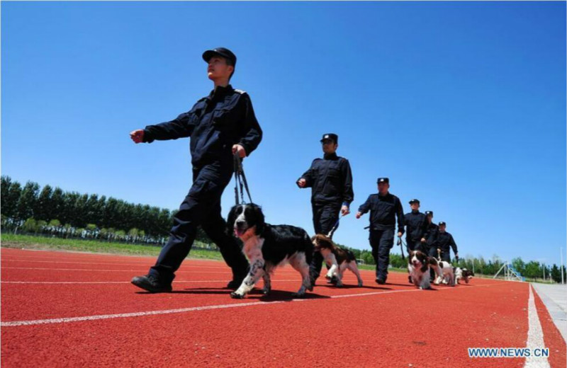 Harbin : des chiens policiers à l'entra?nement