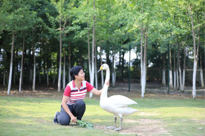 Chine : la zone humide de Nanchang prend soin des oiseaux migrateurs