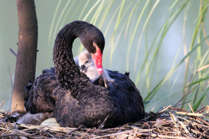 Chine : la zone humide de Nanchang prend soin des oiseaux migrateurs