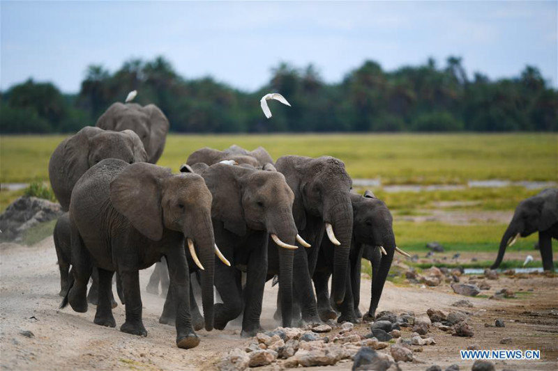 Animaux dans le Parc national d'Amboseli au Kenya