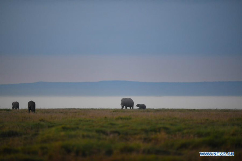 Animaux dans le Parc national d'Amboseli au Kenya