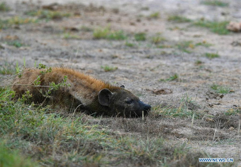 Animaux dans le Parc national d'Amboseli au Kenya