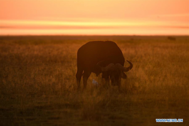 Animaux dans le Parc national d'Amboseli au Kenya