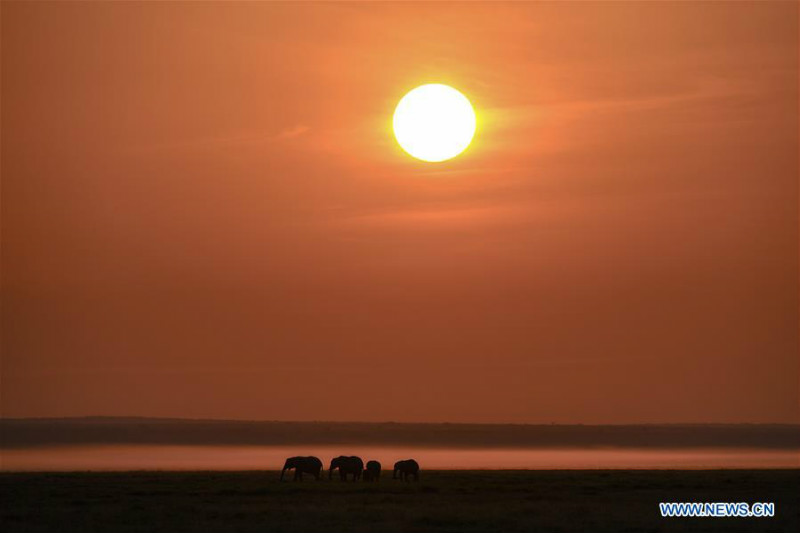 Animaux dans le Parc national d'Amboseli au Kenya