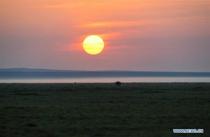 Animaux dans le Parc national d'Amboseli au Kenya