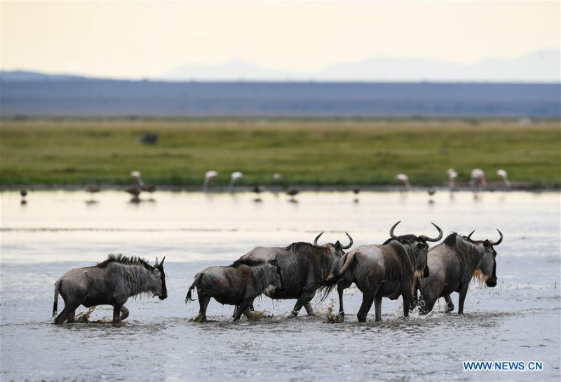 Animaux dans le Parc national d'Amboseli au Kenya