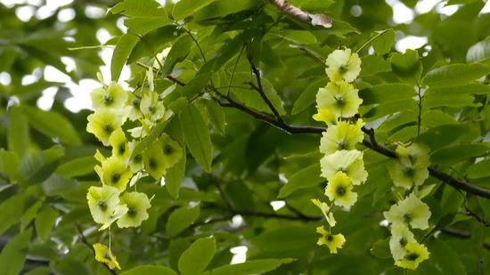 Des espèces d'arbres rares connues sous le nom ? arbres d'argent? découvertes dans l'Est de la Chine