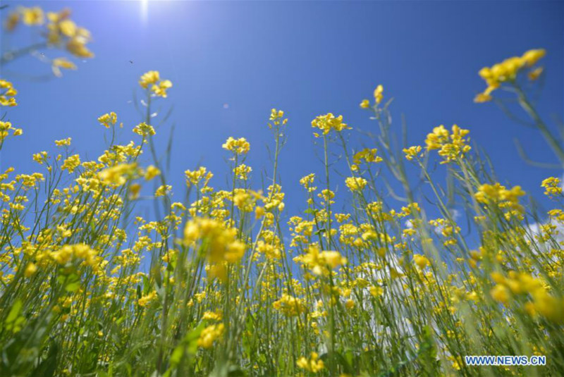 Chine: paysage de champs de colza en fleurs au Qinghai