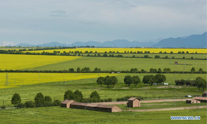 Chine: paysage de champs de colza en fleurs au Qinghai