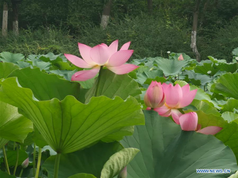 Chine : lotus à Beijing