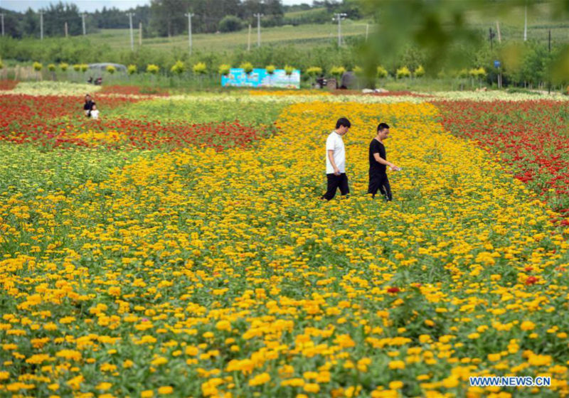 Chine: paysage de fleurs dans un village au Jilin