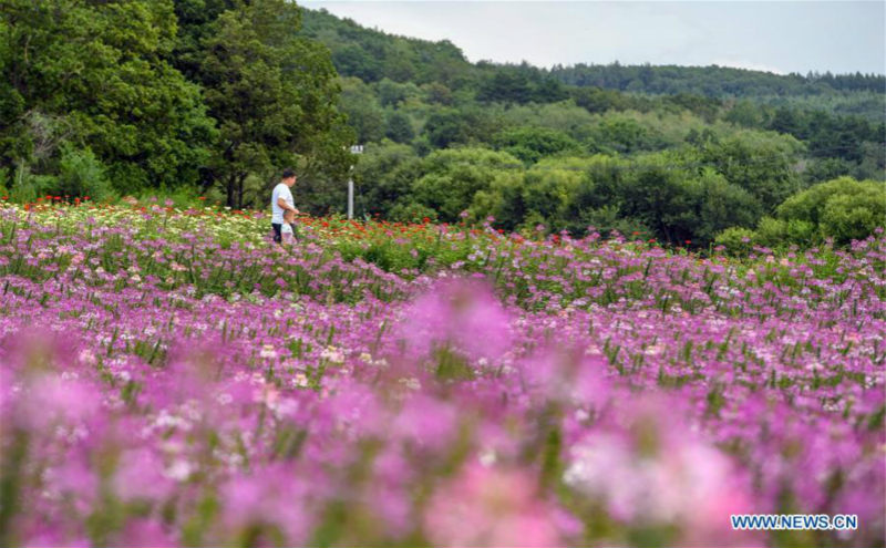 Chine: paysage de fleurs dans un village au Jilin