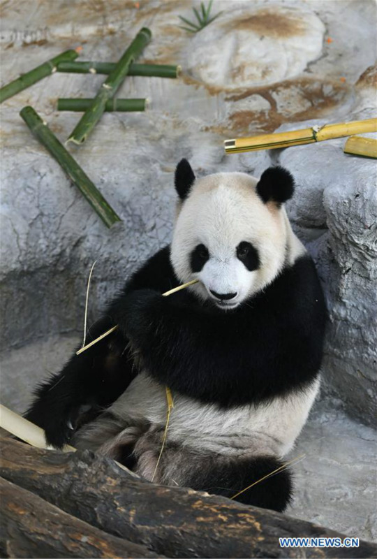 Chine : deux pandas géants célèbrent leur 6e anniversaire