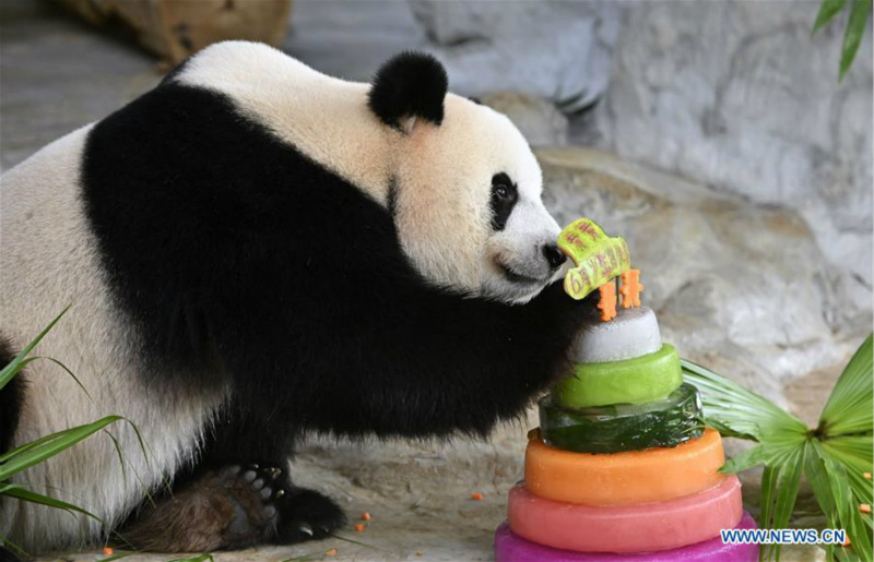 Chine : deux pandas géants célèbrent leur 6e anniversaire