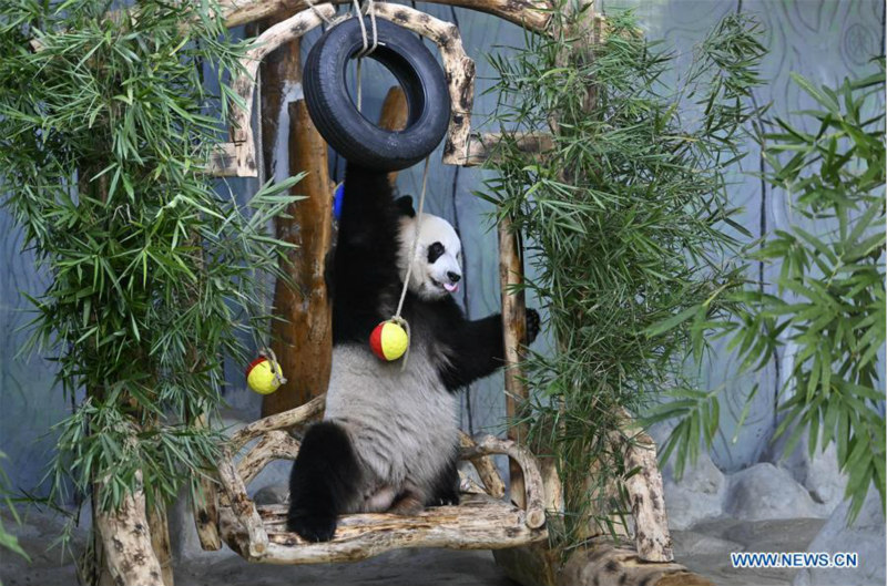 Chine : deux pandas géants célèbrent leur 6e anniversaire