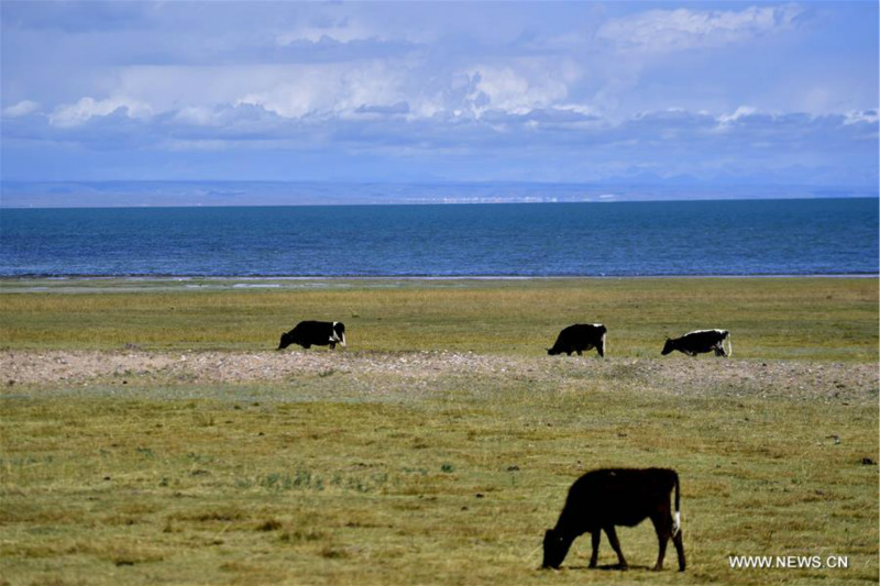 Chine: paysage du lac Qinghai